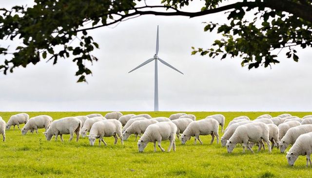 Sheep grazing on green pasture with wind turbine on horizon, sustainable farming scene