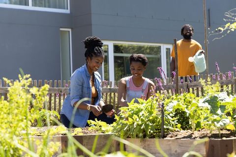 Family of three planting vegetables and watering garden in sunny backyard raised beds