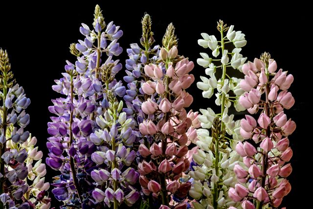 Lupine flowers in various colors, including purple, pink, and white, standing against a black backdrop. Perfect for spring and summer season themes, floral decorations, gardening inspiration, and nature-related promotions.