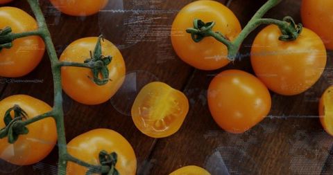 Displaying orange cherry tomatoes on vine with halved fruit and futuristic hud overlay