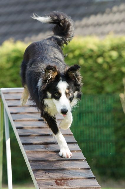 Border Collie running across a ramp in dog agility training. Ideal for publications on pet fitness, agility sports, and dog training methods. Great for use in advertisements promoting canine agility events and competitions.