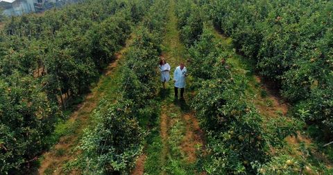 Agricultural experts collaborating in lush fruit orchard