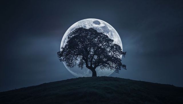 Solitary Tree Silhouette Under Luminous Full Moon Night