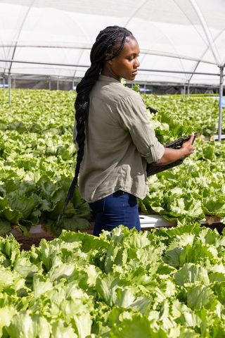 Woman Tending Greenhouse with Fresh Hydroponic Lettuce