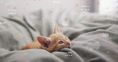 Nestling orange tabby kitten gazing on gray bedding with augmented reality overlay