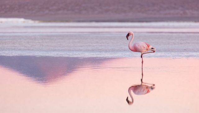 Standing pink flamingo balancing on one leg with mirror reflection on pastel salt flat