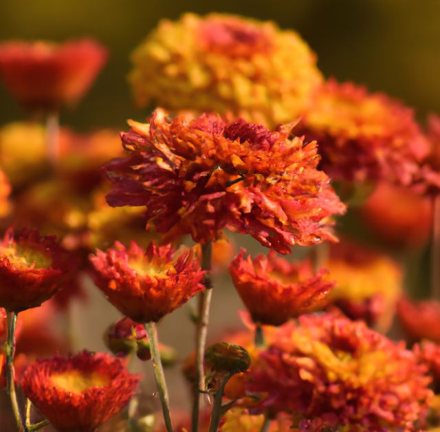 Close up of vibrant red and orange chrysanthemums blooming in a garden. Ideal for use in gardening blogs, floral arrangements, botanical studies, and nature documentaries. Perfect for adding color and beauty to backgrounds, wallpapers, and seasonal decor projects.