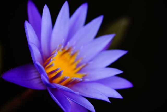 Close-up of Purple Lotus Flower on Black Background - Download Free Stock Photos Pikwizard.com