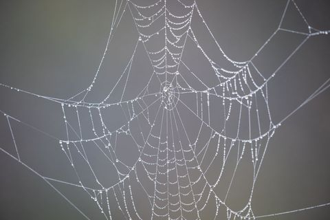Spider web draped in dew drops glinting with tiny water beads on soft gray background
