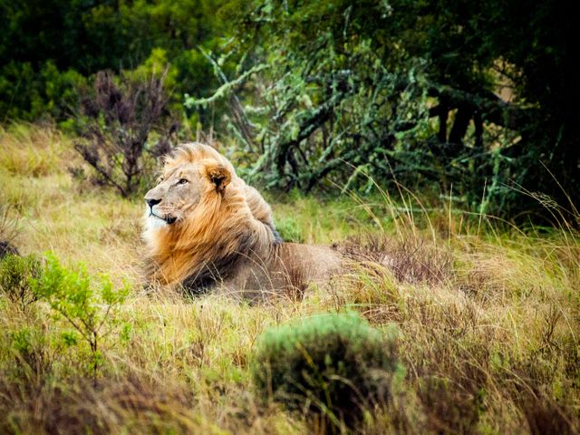 Majestic Lion Resting in Lush Grassland - Download Free Stock Photos Pikwizard.com