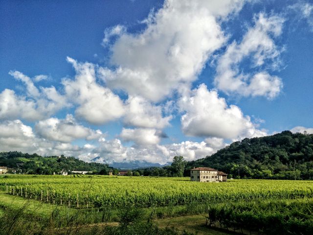 Gorgeous view of lush vineyard basking under radiant blue sky dotted with fluffy clouds with hills in background. Ideal for use in agriculture blogs, travel brochures, relaxation websites, and articles promoting rural tourism and scenic landscapes.