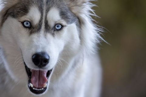 Siberian Husky Staring with Intensity and Curiosity