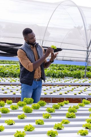 Man Inspecting Lettuce in Indoor Hydroponic Farm