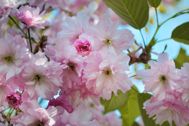 This image depicts a close-up view of blooming pink cherry blossoms on a branch with leaves against a clear blue sky. It captures the essence of springtime and natural beauty, showcasing vibrant petals and floral elements. Suitable for use in backgrounds, advertising, websites, and social media posts promoting nature, gardening, or seasonal themes.