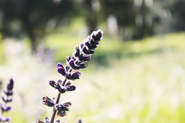 Close-up of Lavender Flower Blooming in Sunny Meadow - Download Free Stock Photos Pikwizard.com