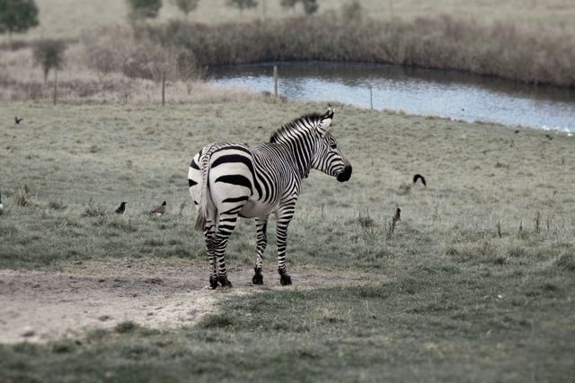 A lone zebra stands near a river in its natural habitat. It is surrounded by open field and sparse trees, with some birds nearby. Ideal for illustrating themes of wildlife, natural environments, and African safari adventures. Perfect for educational materials, travel brochures, and nature conservation campaigns.