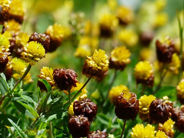 These wildflowers are a vivid mix of yellow and brown, creating a stunning natural pattern. This close-up capture showcases their vivid colors and delicate structure, ideal for use in nature, gardening, or floral-themed projects. Perfect for backgrounds, environmental campaigns, educational content, and botanical studies.