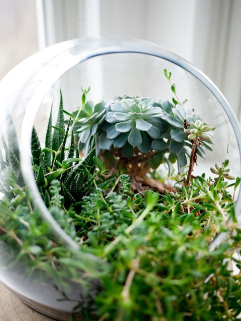 Succulent arrangement displayed in round glass terrarium featuring multiple species of green succulents. Great for use promoting indoor gardening, home decor ideas, and low maintenance plant advertisements. Suitable for blogs, social media, websites, and catalogs focusing on plants, gardening, and modern home decor.