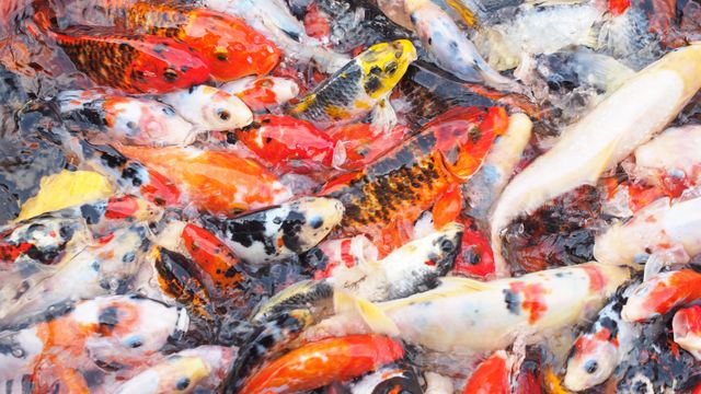 Vibrant Koi Fish Swimming in Clear Water - Download Free Stock Photos Pikwizard.com