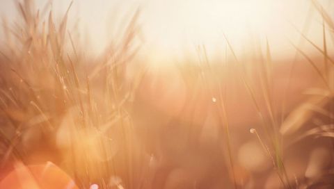 Golden sunrise grass blades swaying with dew and soft bokeh light in meadow macro backlit
