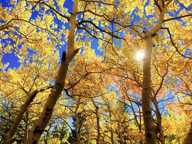 Bright Autumn Forest with Golden Foliage and Sunlight - Download Free Stock Photos Pikwizard.com