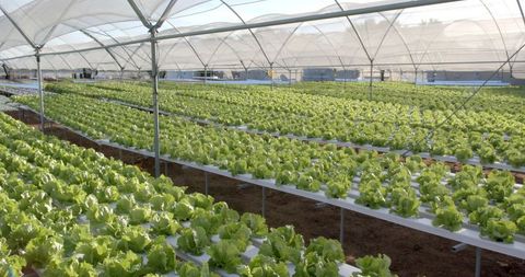 Lush hydroponic lettuce growing in modern greenhouse