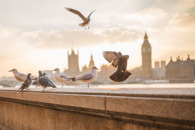 Seagulls and pigeons gather on a ledge with the iconic London skyline, including Big Ben and Westminster, in the background during sunset. Ideal for use in travel articles, tourism ads, wildlife blogs, and content highlighting urban nature or iconic landmarks in London.