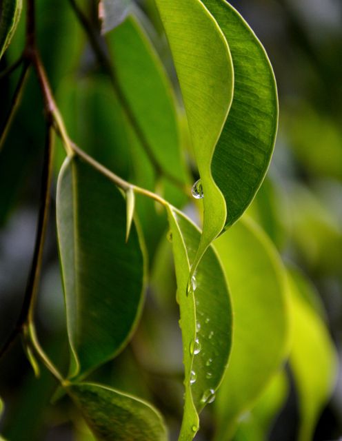 Close-Up of Green Leaves with Water Droplets - Download Free Stock Photos Pikwizard.com