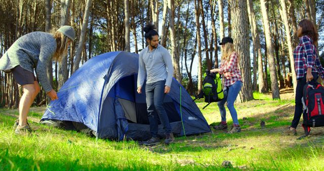 Four friends are setting up a blue tent in a forest area with tall pine trees. They are engaged in teamwork, preparing their campsite for a camping trip. Use this image for articles on outdoor activities, nature adventures, camping gear ads, or blogs about group travel.