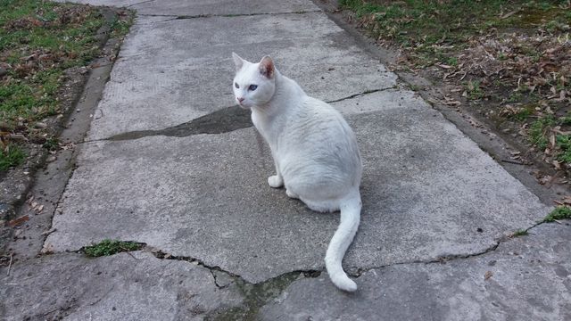 White cat with striking blue eyes sitting on a cracked garden pathway. Ideal for themes related to domestic pets, outdoor settings, peaceful moments, or animal care promotions. Can be used for vet clinics, pet care websites, garden-related imagery, or as a calming wallpaper.