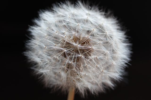 This image captures a close-up view of a dandelion seed head against a black background, showcasing its delicate fluffy seeds. Ideal for nature and botanical themes, it can be used in educational materials, environmental campaigns, and creative designs that seek to highlight the beauty of natural elements.