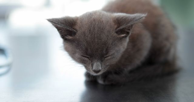 Adorable Gray Kitten Resting with Eyes Closed Indoors - Download Free Stock Images Pikwizard.com