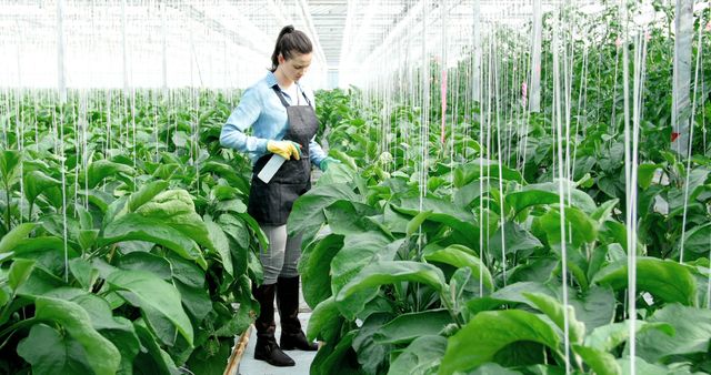 A young Caucasian woman, a horticulturist or agricultural worker, is inspecting or tending to plants in a greenhouse, with copy space. Her focused attention on the plants underscores the importance of plant care in agriculture and botany.