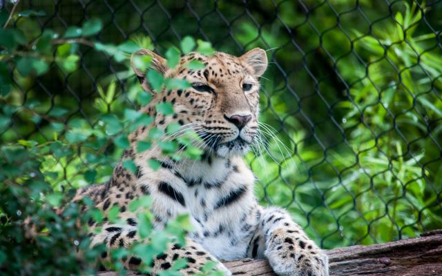 Leopard resting behind leafy bushes, enclosure background. Perfect for wildlife conservation campaigns, educational materials on big cats, zoo advertisements, or nature-themed posters.