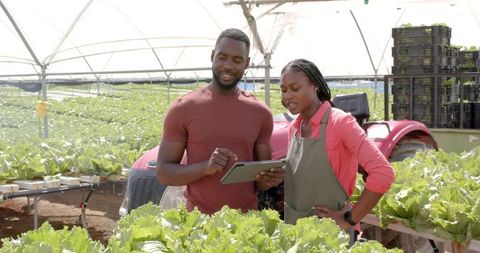 Farmers using technology to inspect lettuce in greenhouse