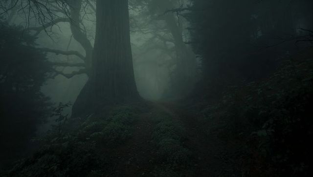 Mysterious foggy forest path in dense mist