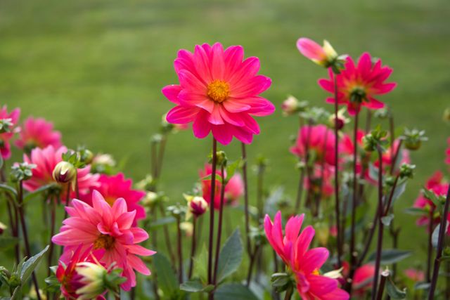 Pink dahlias are blooming, creating a vibrant display in a green garden background. Ideal for landscaping ideas, gardening magazines, nature blogs, and floral decoration advertisements.
