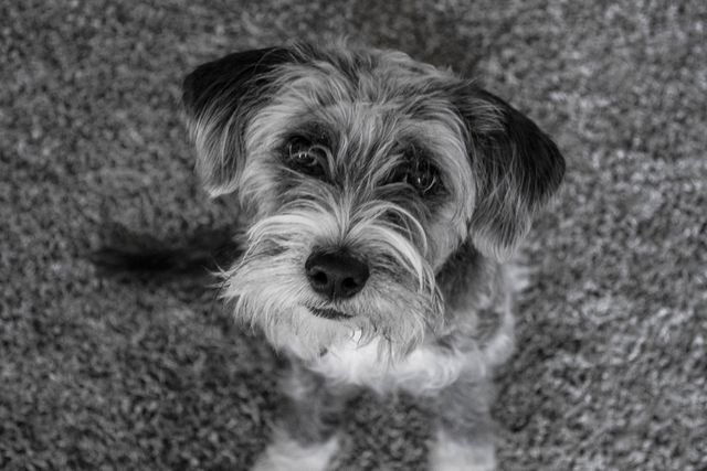 This photo captures an endearing portrait of a scruffy terrier dog looking up, evoking affection and warmth. Perfect for use in articles, blogs, or social media posts about pets, dog care, adoption, or simply to add charm to any medium. Great for animal lovers and pet-related graphics or promotional materials.