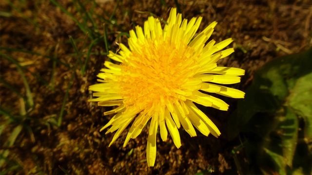 Close-up of Bright Yellow Dandelion in Natural Surroundings - Download Free Stock Photos Pikwizard.com