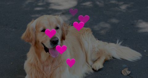 Golden Retriever with Heart Overlays on Pavement