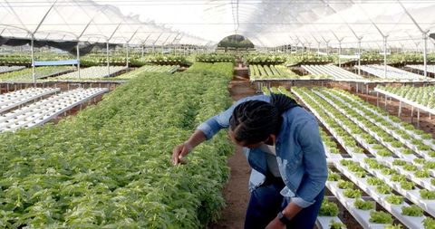 African American woman inspecting hydroponic seedlings in greenhouse nursery with channels