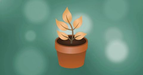 Minimal potted plant with yellow leaves growing in terracotta pot on teal bokeh background