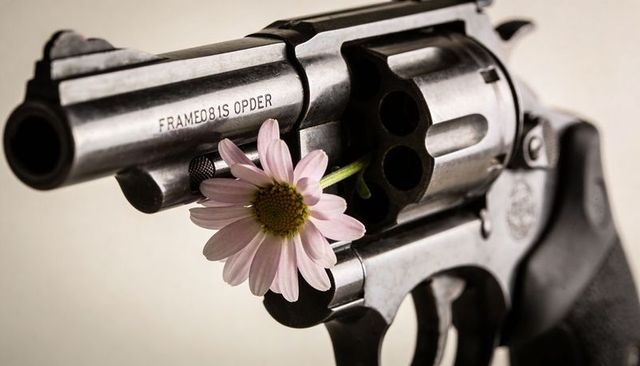Steel revolver holding pink daisy closeup juxtaposing violence and peaceful beauty
