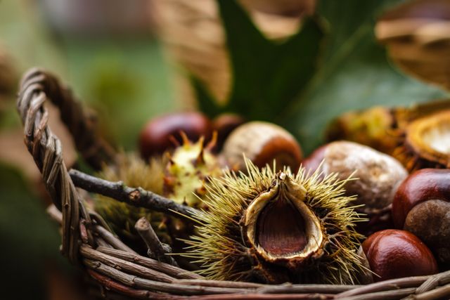 Close-up image of chestnuts in and around a spiky husk placed within a rustic wicker basket. Green foliage is also in the surroundings, enhancing the natural autumn setting. Ideal for use in articles about fall harvest, autumn decor, seasonal produce, organic farming, or nature-themed content. Great for use on websites and blogs related to gardening, agriculture, and countryside living.