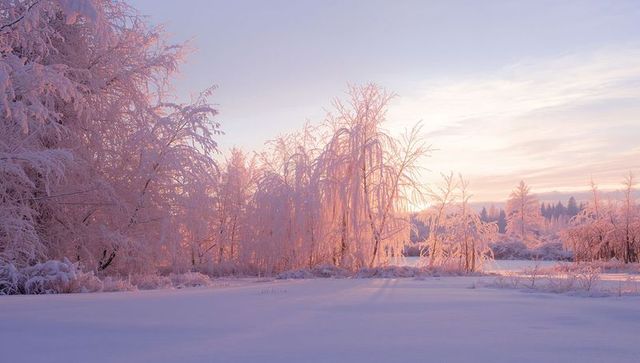 Backlit frosted deciduous trees glowing in pastel sunrise over snow-covered field