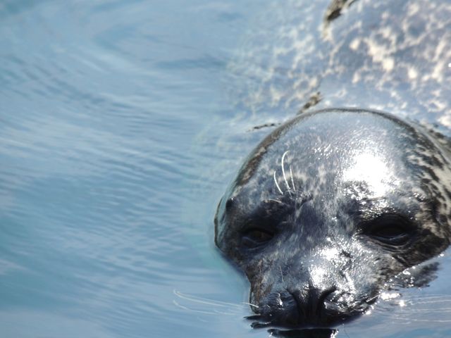 Seal floating partially submerged in serene, clear water. Ideal for information on marine life, wildlife conservation, oceanic studies, nature programs, aquatic-themed publications, and educational materials.