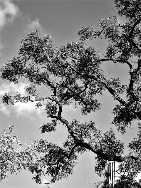 Tree Oak Trees - Download Free Stock Photos Pikwizard.com