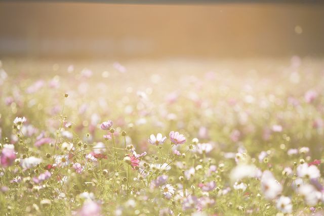 This stock image captures a beautiful field abundant with delicate wildflowers bathed in a golden sunset. It is perfect for use in nature-themed blogs, promoting outdoor events or products, spring or summer advertisements, and any project conveying tranquility and natural beauty.