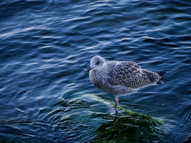 Seagull standing on mossy rock by blue ocean, perfect for nature-themed blogs, wildlife photography portfolios, ocean-related advertising, and educational resources on marine birds.