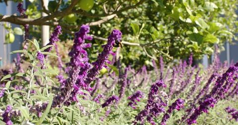 Sunlit purple sage spikes with silvery foliage and bumblebee pollinator